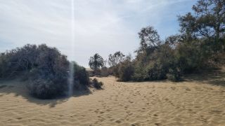 2023-GC--Mapalomas dunas-S123-241.jpg